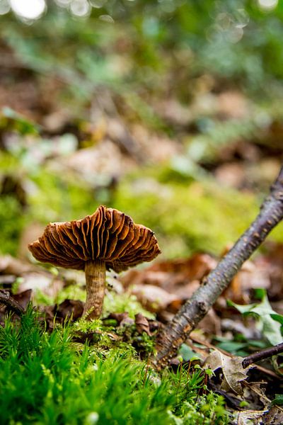 Paddestoelen in de herfst 02 by Arjen Schippers