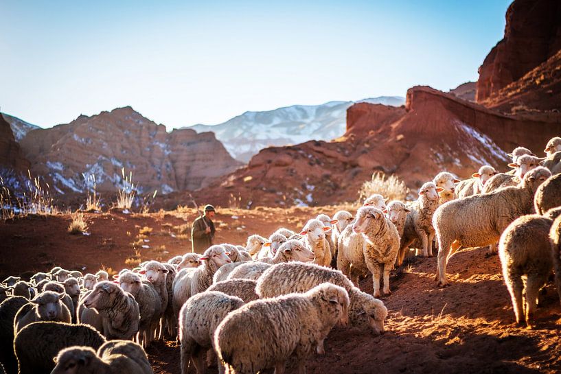 Schafherde von Walljar