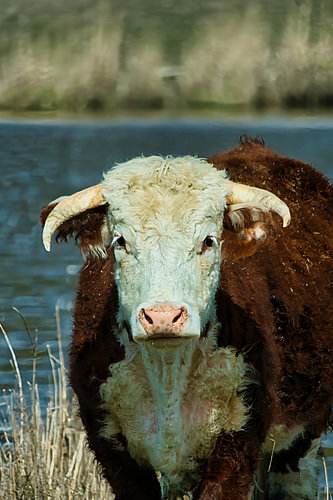 A cow’s deep gaze