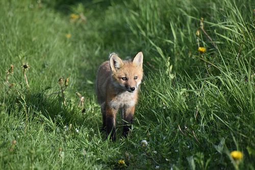Een jonge vos op een gebied
