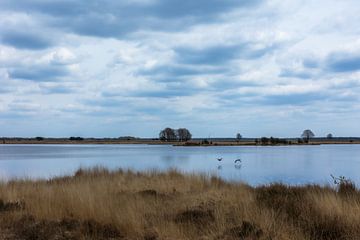 Vanuit de Vogelkijkhut bij de Davidsplassen | Drenthe Nederland | photo print watervogels van Rebecca van der Schaft