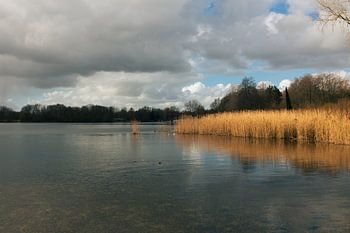 Golden Reeds Under a Stormy Sky: A Tranquil Lakeside View