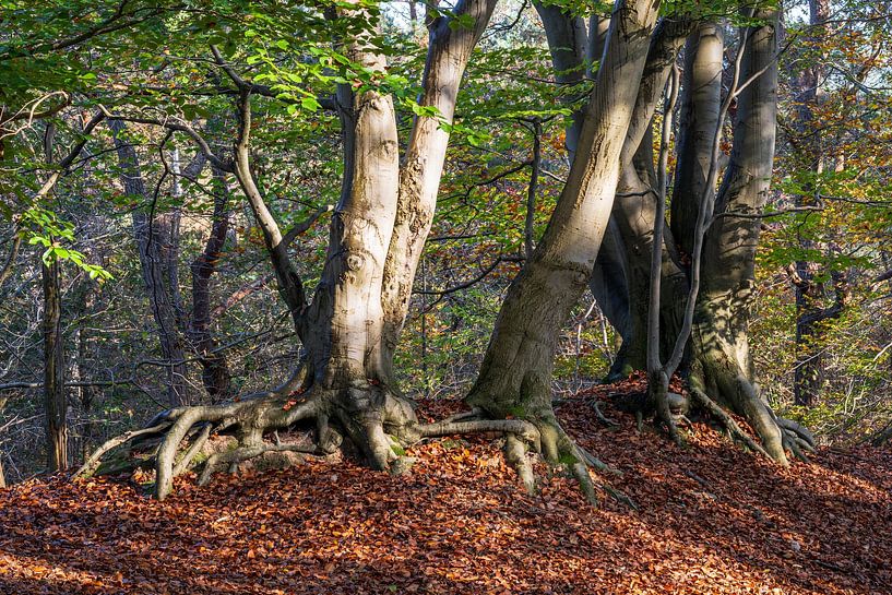 Majestätische Buchen fangen das Sonnenlicht ein von Pixel Meeting Point