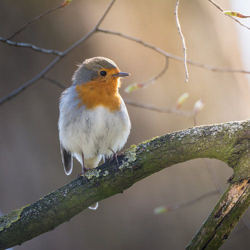 Robin (Erithacus rubecula) in zacht zonlicht