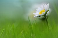 Bright beauty.... (fleurs, marguerite)