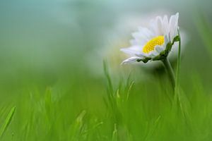 Bright beauty.... (Blume, Daisy)