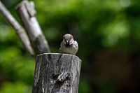 sparrow on a tree stump