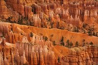 De hoodoos