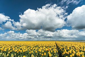 Holländisches Tulpenfeld mit Pfahlwolken