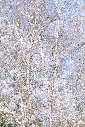 Résumé sur les fleurs de printemps