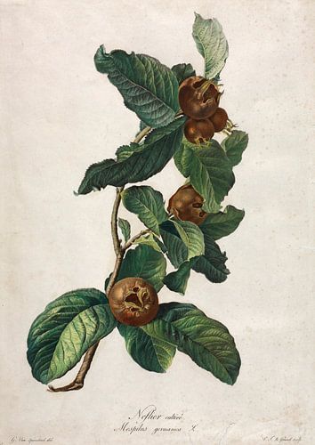 Medlar, Gerard van Spaendonck - ca. 1800 (vu à vtwonen)