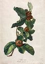 Medlar, Gerard van Spaendonck - ca. 1800 (gesehen in vtwonen) von Het Archief Miniaturansicht