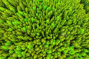 Kiefernwald im Frühling von oben gesehen von Sjoerd van der Wal Fotografie