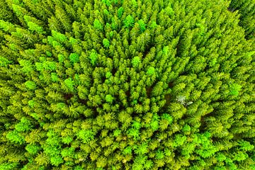 Dennenbos van bovenaf gezien in de lente