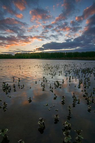 Broekpolder, Vlaardingen