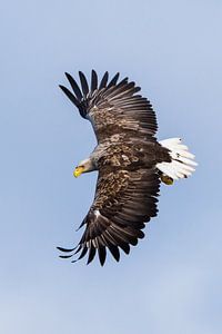 Aigle de mer en vol