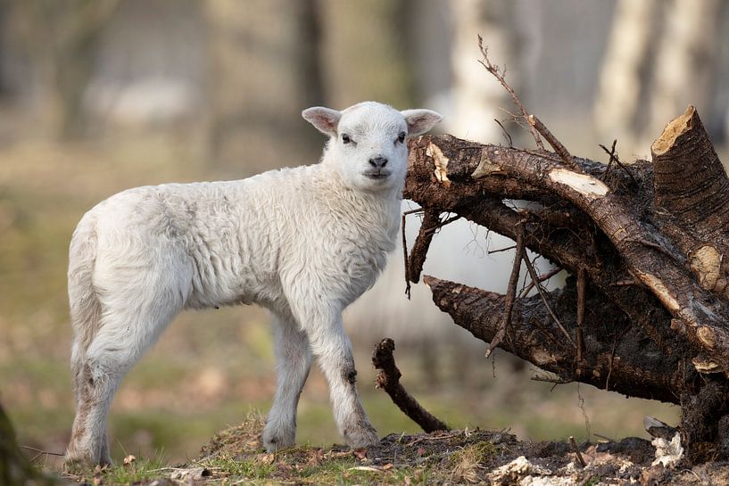 Agneau Drentse Heideschaap par Debbie Rijnders
