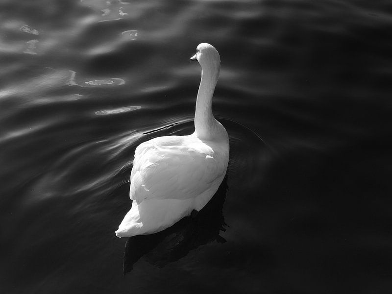 Zwaan en wit par Hans Heemsbergen