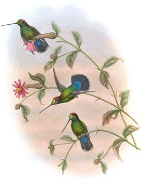 Veraguan Lance-Bill, John Gould van Hummingbirds