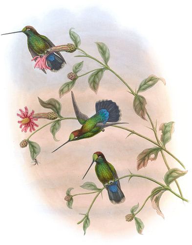 Veraguan Lance-bill, John Gould