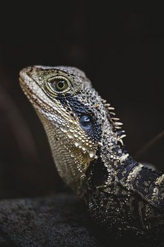 Lizards / Hagedissen in de wildernis van Australie van Ken Tempelers
