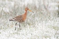 Uferschnepfe (limosa limosa) während eines Schneeschauers auf einer Wiese in Friesland