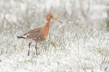 Uferschnepfe (limosa limosa) während eines Schneeschauers auf einer Wiese in Friesland von Marcel van Kammen