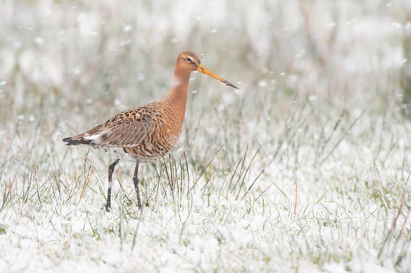 Uferschnepfe (limosa limosa) während eines Schneeschauers auf einer Wiese in Friesland von Marcel van Kammen