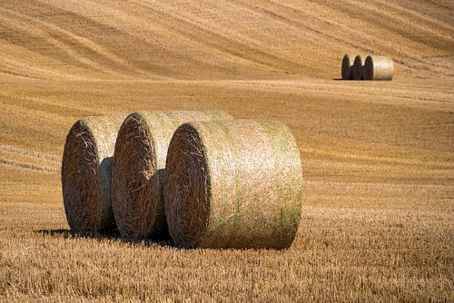 Gefreesd korenveld met grote ronde hooibalen in groepen