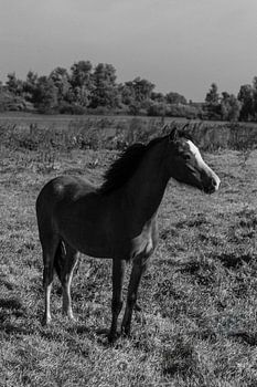 Die Pferde auf dem Ijsel