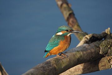 Martin-pêcheur / Kingfisher (Alcedo atthis) sur Hendrie