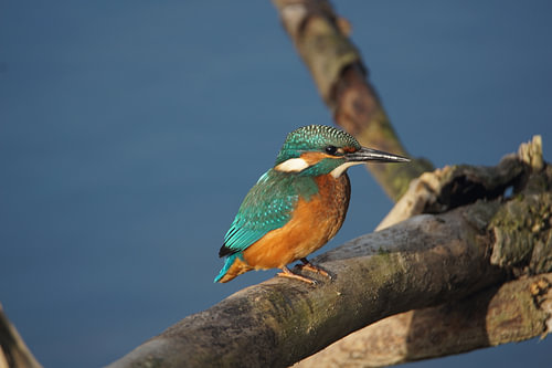 KingFisher / kingfisher (Alcedo atthis)