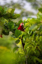 Ara in Costa Rica van Hoven Fotografie