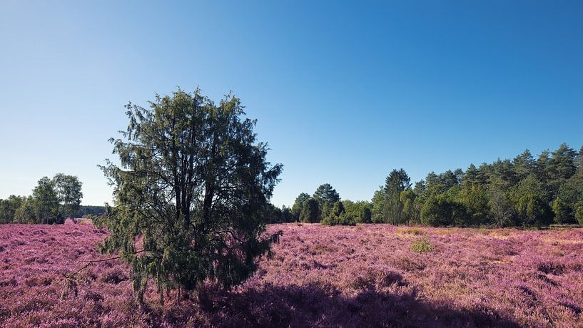 Heide van Bo Valentino