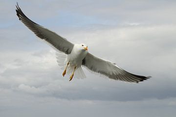 Seagull by Sander Miedema