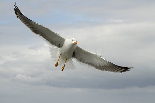 Seagull