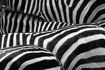 Zebra's van Leonie Versantvoort