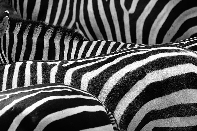 Zebra's van Leonie Versantvoort