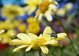 Fliege auf gelber Blume von Greta Lipman
