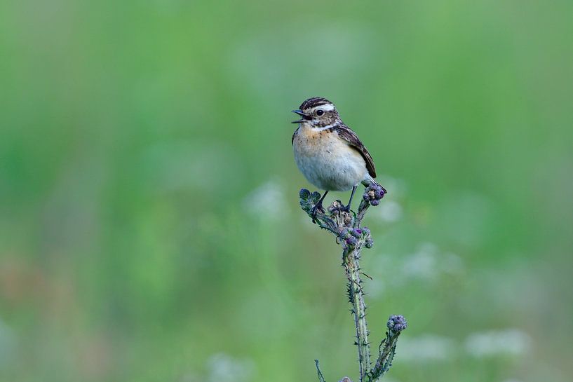 Paapje vrouwtje van Karin Jähne