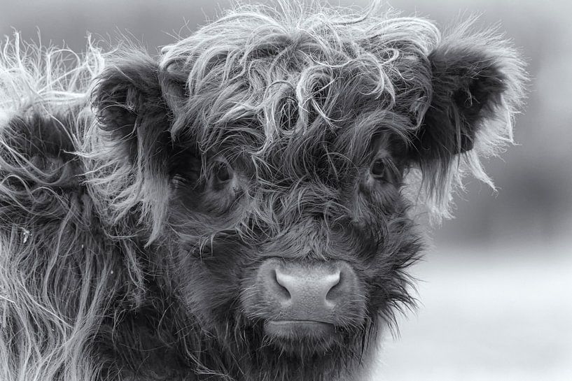 Highlander écossais (veau) par Francis Dost