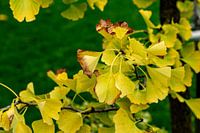 The ginkgo tree is marked by autumn