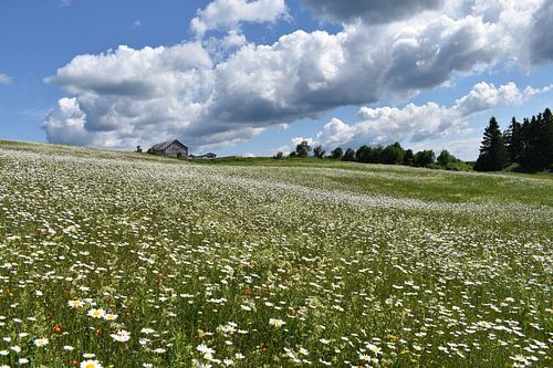 A field in bloom under a summer sky