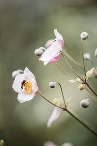 Blume mit sanfter Frühlingsblüte