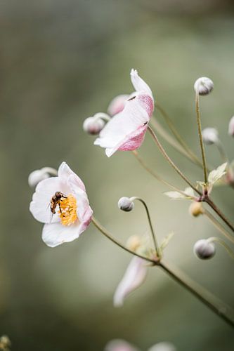 Bloem met Bij Zachte Voorjaarsbloei