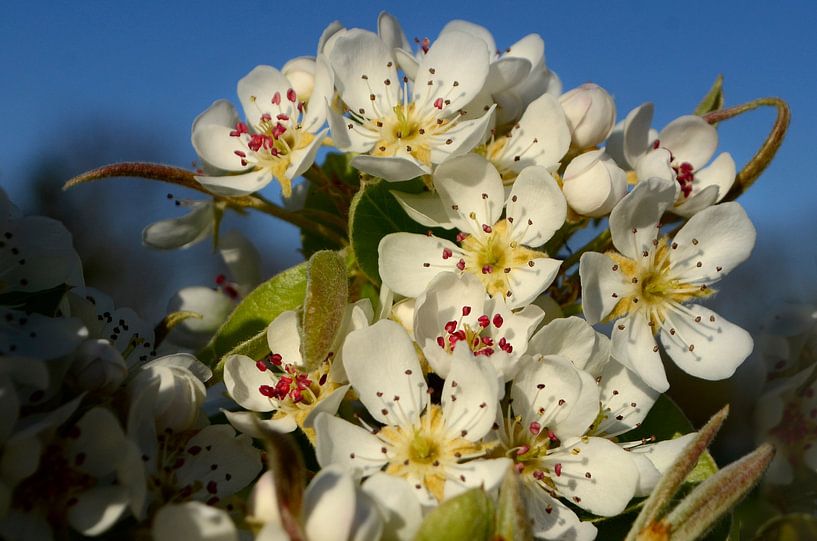 Close-up foto van appelbloesem van Corinne Welp