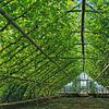 Antieke tuinbouwkas met druivenranken in Westland van Gert van Santen