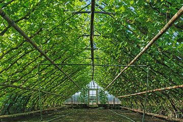 Antieke tuinbouwkas met druivenranken in Westland van Gert van Santen