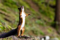 Eichhörnchen