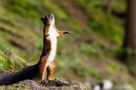 Eichhörnchen by Alena Holtz